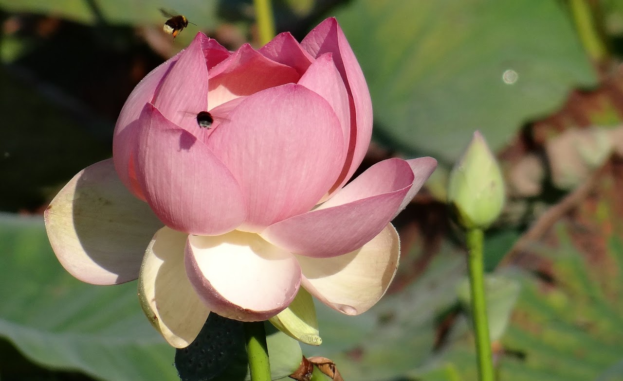 Lotus flower with bees