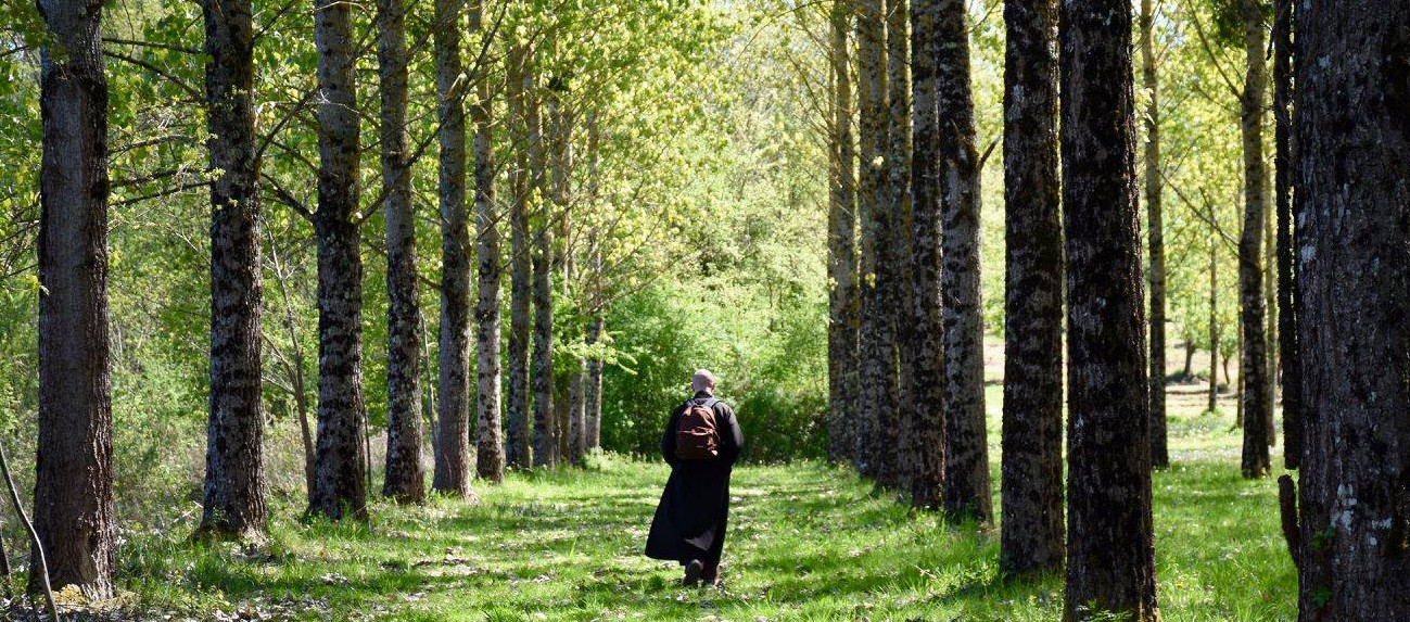 Monk walking in the woods
